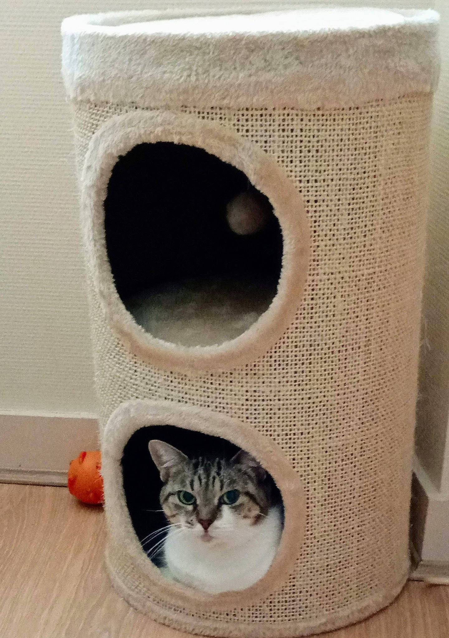 Pitchounette participe au concours pour gagner de l'argent avec cette photo : art, audio_equipment, carnivore, cat, cat_furniture, cat_supply, cup, domestic_short_haired_cat, drinkware, felidae, fur, grey, loudspeaker, pet_supply, shelf, small_to_medium_sized_cats, tail, whiskers, white, wood