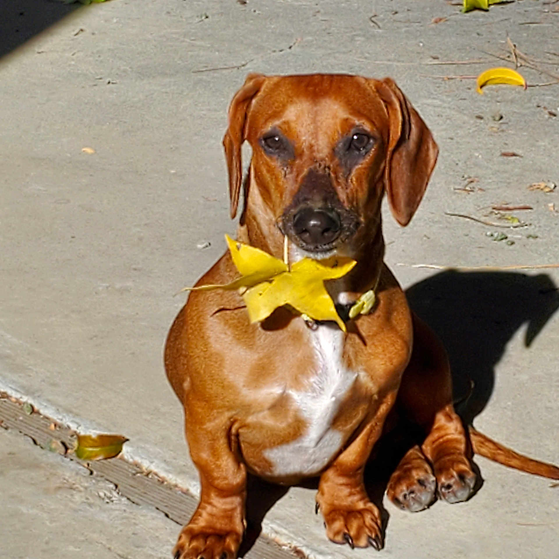 Sadie is registered to the contest to win money with this photo: accessories, animal, beagle, boxer, bulldog, canine, collar, dog, flower, formalwear, hound, labradorretriever, leash, pet, plant, pointer, puppy, snout, strap, tie