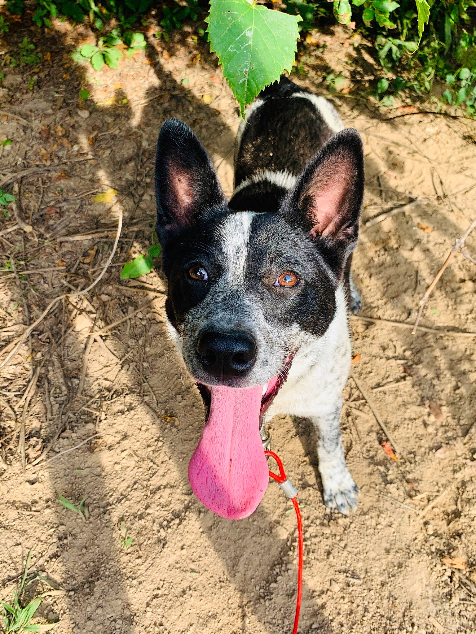 Rio is registered to the contest to win money with this photo: australian_cattle_dog, australian_stumpy_tail_cattle_dog, canidae, carnivore, dog, dog_breed, feist, formosan_mountain_dog, koolie, mammal, mcnab, rare_breed_dog, rat_terrier, snout, teddy_roosevelt_terrier, texas_heeler, vertebrate, working_dog