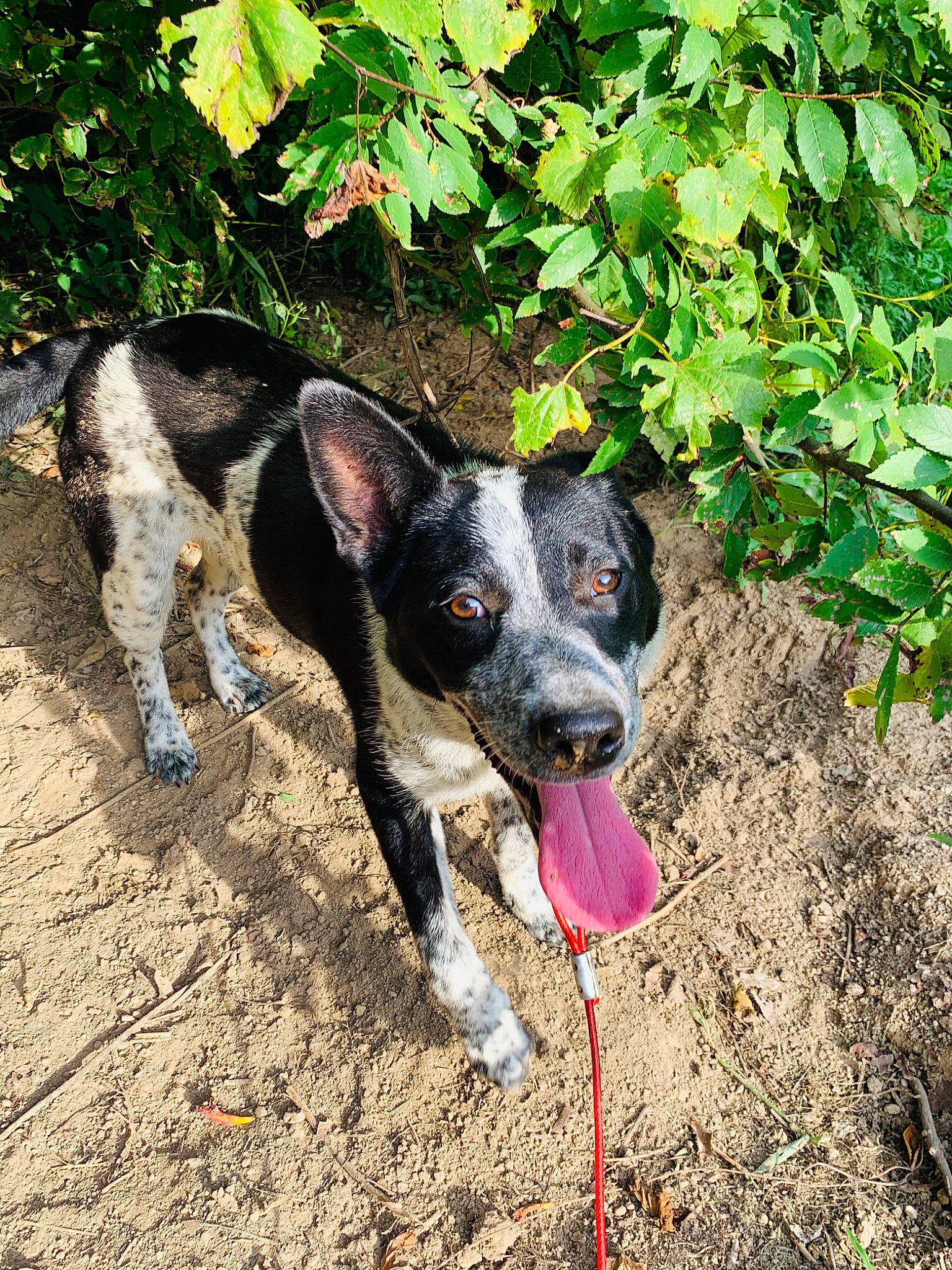 Rio joined the competition — help win amazing prizes! adventure, australian_cattle_dog, canidae, carnivore, dog, dog_breed, feist, herding_dog, koolie, mammal, plant, snout, sporting_group, texas_heeler, working_dog