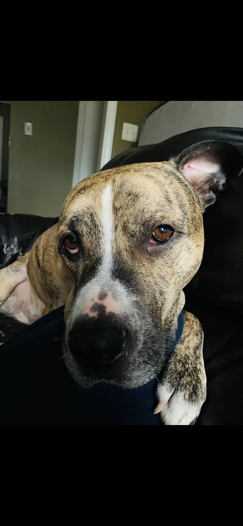 Blue joined the competition — help win amazing prizes! american_bulldog, american_pit_bull_terrier, american_staffordshire_terrier, bully_kutta, canidae, carnivore, catahoula_bulldog, dog, dog_breed, ear, eye, fawn, mammal, non_sporting_group, nose, pit_bull, snout, sporting_group, vertebrate, whiskers