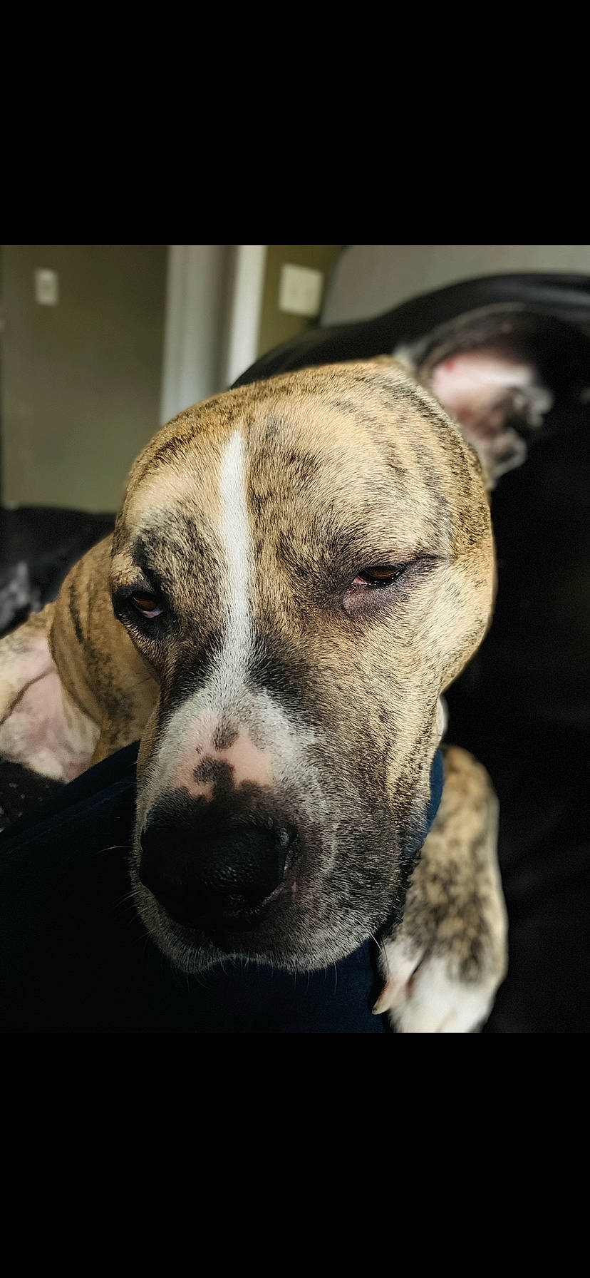 Blue joined the competition — help win amazing prizes! american_bulldog, american_pit_bull_terrier, american_staffordshire_terrier, bully_kutta, canidae, carnivore, catahoula_bulldog, dog, dog_breed, ear, eye, fawn, mammal, non_sporting_group, nose, pit_bull, snout, sporting_group, vertebrate, whiskers