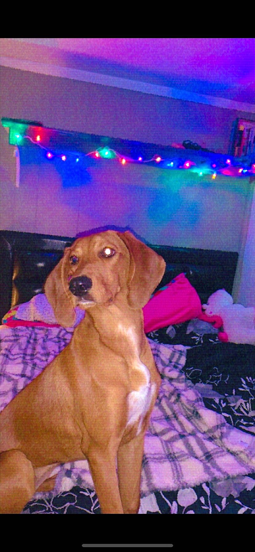 Fern joined the competition — help win amazing prizes! canidae, carnivore, collar, companion_dog, dog, dog_breed, dog_collar, dog_supply, event, fawn, fun, fur, gun_dog, hound, liver, magenta, pointing_breed, sporting_group, whiskers, working_animal