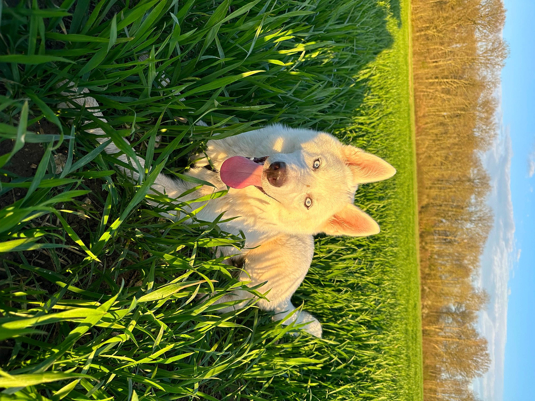Utah participe au concours pour gagner de l'argent avec cette photo : art, canidae, fawn, felidae, grass, grassland, groundcover, lawn, lawn_ornament, natural_landscape, people_in_nature, plant, sky, snout, sporting_group, tail, terrestrial_plant, tree, whiskers, wood