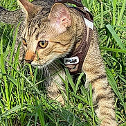 Looky participe au concours pour gagner de l'argent avec cette photo : cat, tabby, grass, outdoor, pet, animal, feline, whiskers, harness, brown, nature, green, closeup, walking, alert, young_cat, mammal, daylight, curious, small_animal