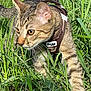 cat, tabby, grass, outdoor, pet, animal, feline, whiskers, harness, brown, nature, green, closeup, walking, alert, young_cat, mammal, daylight, curious, small_animal