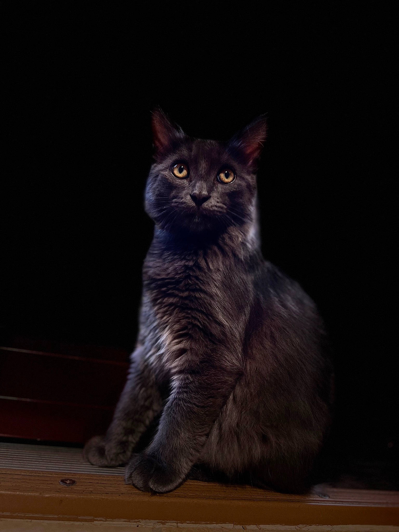 Podge is registered to the contest to win money with this photo: black_cat, carnivore, cat, darkness, domestic_short_haired_cat, felidae, fur, grey, paw, sitting, small_to_medium_sized_cats, snout, tail, terrestrial_animal, whiskers, window, wood