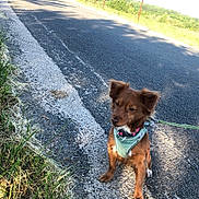 Nina a rejoint le concours — aidez-le/la à gagner de superbes lots ! dog, brown_dog, harness, road, grass, sidewalk, outdoor, sunny, rural, fence, nature, pet, canine, leash, pavement, animal, quiet, calm, sitting, daytime