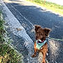 dog, brown_dog, harness, road, grass, sidewalk, outdoor, sunny, rural, fence, nature, pet, canine, leash, pavement, animal, quiet, calm, sitting, daytime