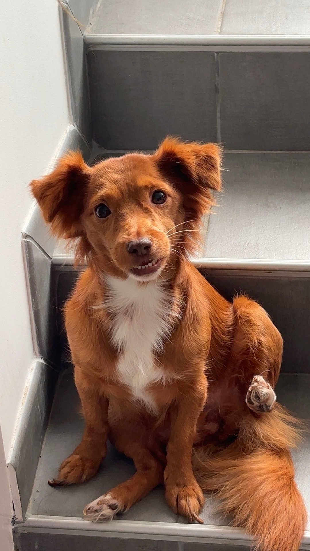 Nina a rejoint le concours — aidez-le/la à gagner de superbes lots ! dog, pet, stairs, brown_fur, white_chest, sitting, paw, curious, indoor, tile_floor, tail, ears, cute, animal, canine, looking, portrait, fur, house, companion