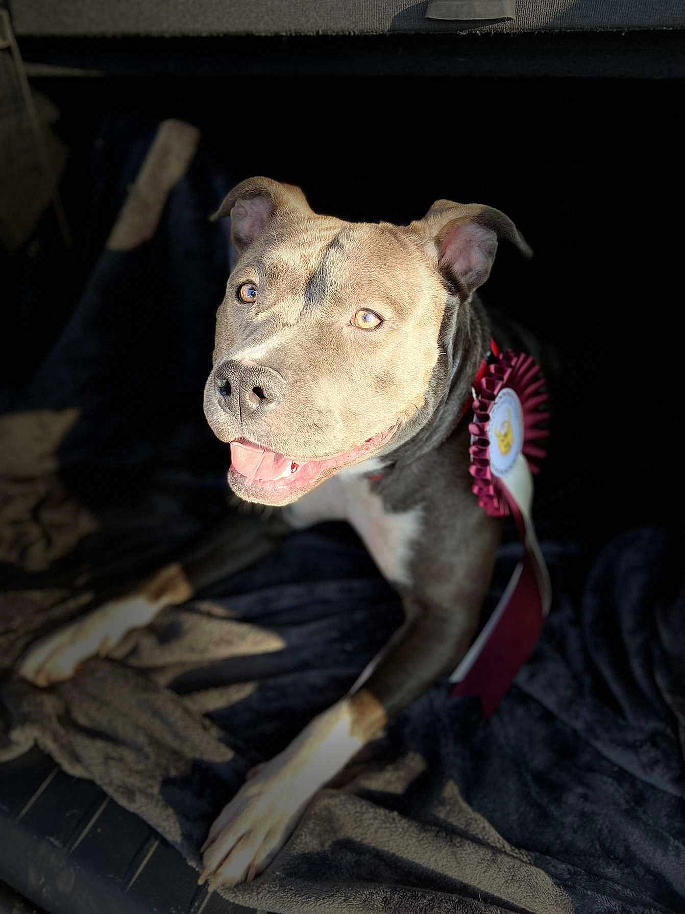 Ruby a rejoint le concours — aidez-le/la à gagner de superbes lots ! award_ribbon, blanket, car_trunk, celebrating, close_up, collar, dog, ears, eyes, fur, happy, muzzle, paws, pet, pitbull, portrait, rosette, smiling, sunlight, tongue