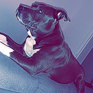 Ruby a rejoint le concours — aidez-le/la à gagner de superbes lots ! alert, clock, couch, dog, furniture, gaze, home, indoor, living_room, muzzle, paw, pet, pitbull, profile_view, resting, short_hair, sofa, upholstery, wall, white_chest