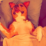 Taz participe au concours pour gagner de l'argent avec cette photo : dog, blanket, couch, pillow, indoor, pet, lying_down, relaxed, brown_and_white, canine, fur, comfort, resting, cozy, home, animal, playful, expression, ears, paw