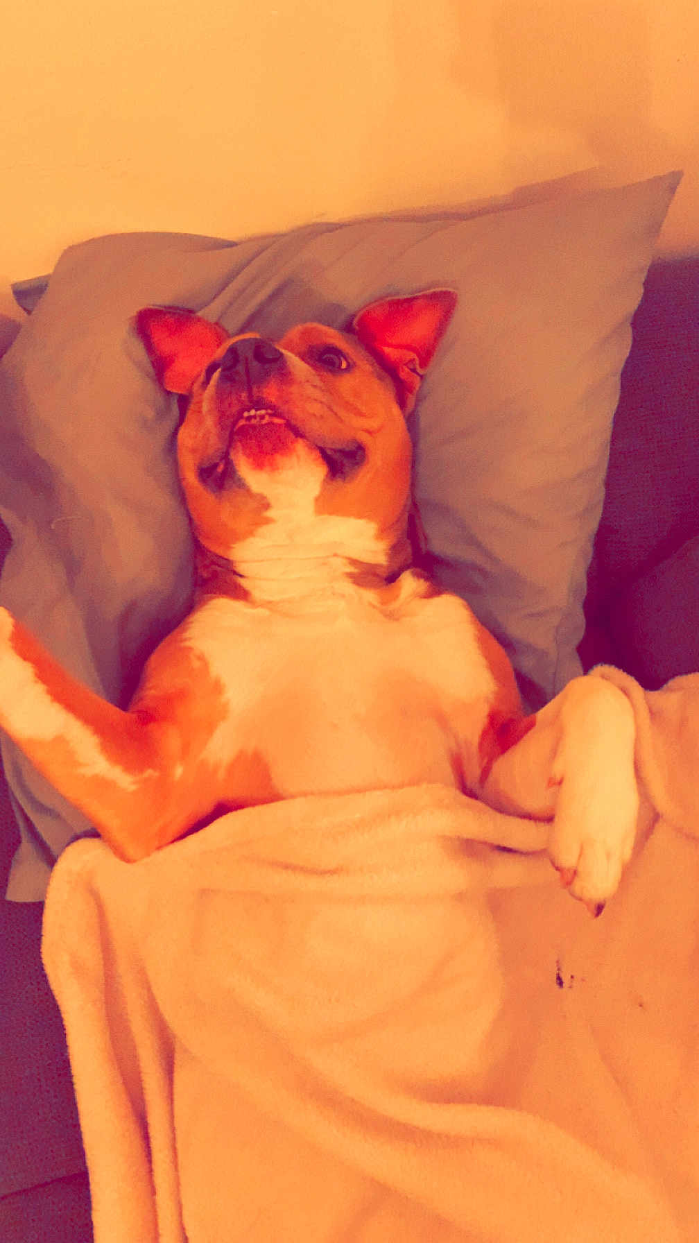 Taz participe au concours pour gagner de l'argent avec cette photo : dog, blanket, couch, pillow, indoor, pet, lying_down, relaxed, brown_and_white, canine, fur, comfort, resting, cozy, home, animal, playful, expression, ears, paw