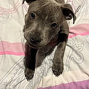Ashka participe au concours pour gagner de l'argent avec cette photo : puppy, dog, bed, blanket, gray_coat, cute, pet, animal, ears, paw, looking_up, indoor, soft_lighting, close_up, lying_down, young_dog, adorable, fur, whiskers, bedspread