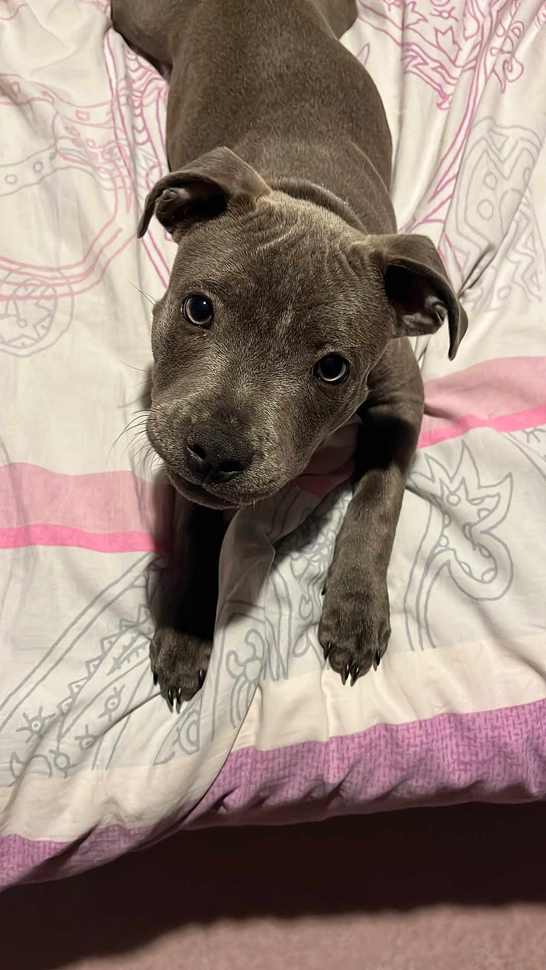 Ashka participe au concours pour gagner de l'argent avec cette photo : puppy, dog, bed, blanket, gray_coat, cute, pet, animal, ears, paw, looking_up, indoor, soft_lighting, close_up, lying_down, young_dog, adorable, fur, whiskers, bedspread