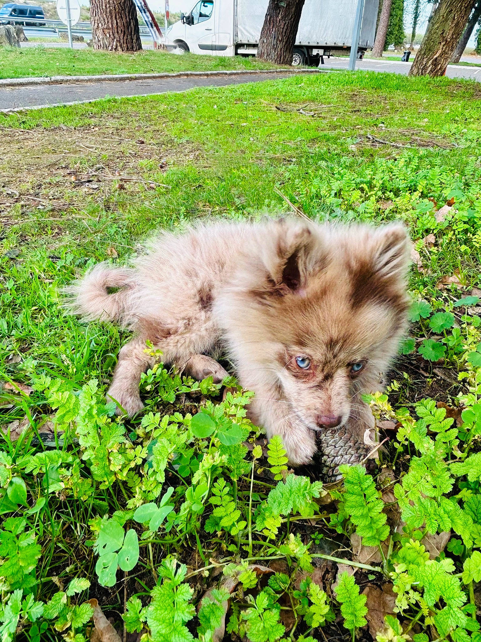 Twix a rejoint le concours — aidez-le/la à gagner de superbes lots ! canidae, carnivore, companion_dog, dog_breed, fawn, felidae, fur, grass, grassland, groundcover, herb, leaf_vegetable, plant, snout, sporting_group, terrestrial_animal, tree, whiskers, wildlife, working_animal