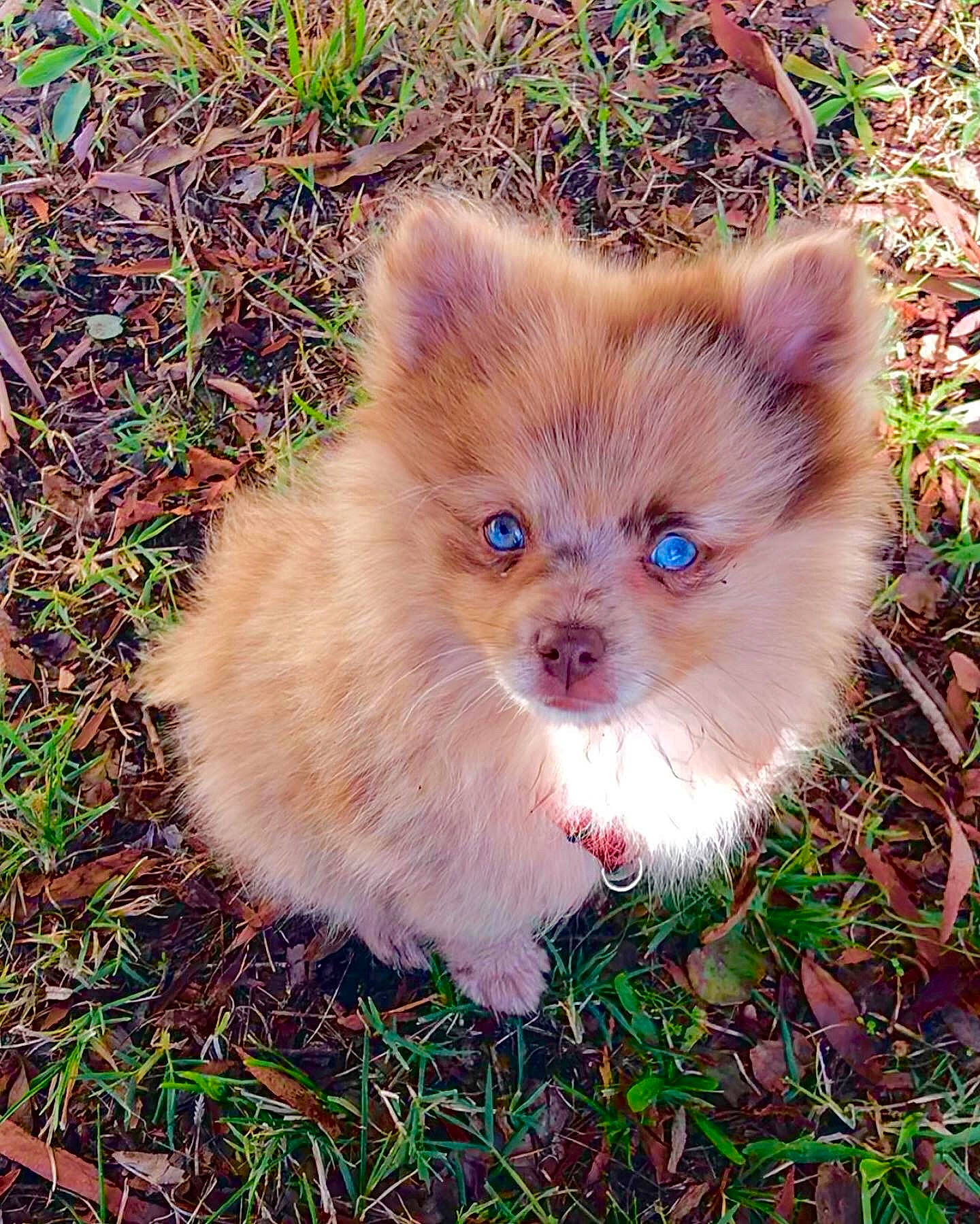 Twix a rejoint le concours — aidez-le/la à gagner de superbes lots ! canidae, carnivore, companion_dog, dog, dog_breed, fawn, fur, german_spitz, grass, liver, plant, snout, spitz, sporting_group, tail, terrestrial_animal, toy_dog, volpino_italiano, whiskers, working_animal