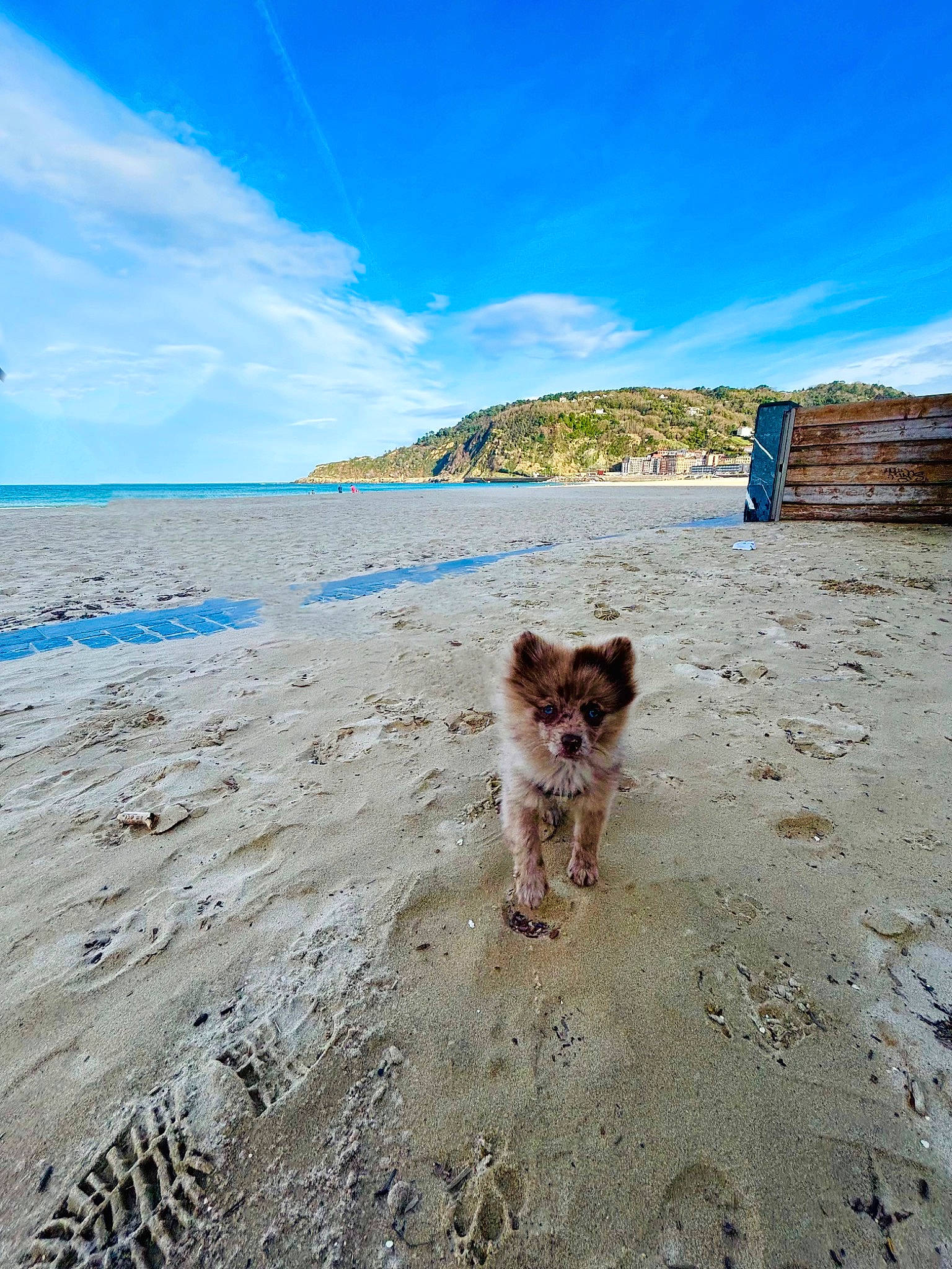 Twix a rejoint le concours — aidez-le/la à gagner de superbes lots ! beach, blue, calm, canidae, carnivore, cloud, coastal_and_oceanic_landforms, companion_dog, dog, dog_breed, fawn, horizon, landscape, sand, shore, sky, sporting_group, summer, water, wind_wave
