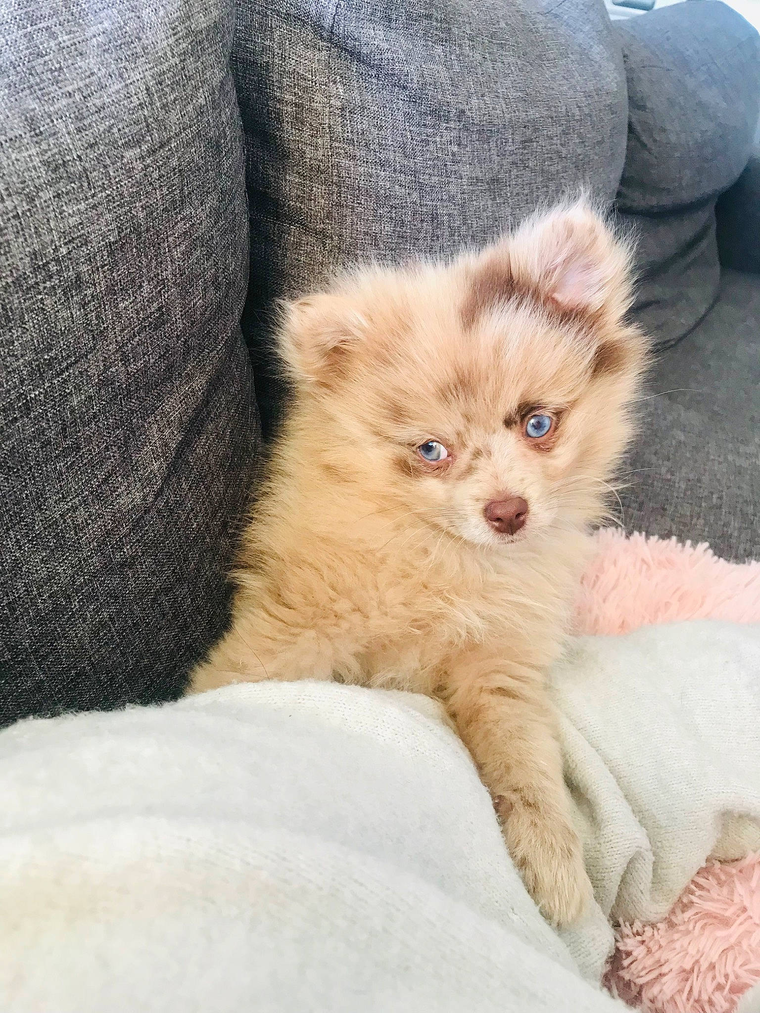 Twix a rejoint le concours — aidez-le/la à gagner de superbes lots ! canidae, carnivore, claw, comfort, companion_dog, dog, dog_breed, fawn, felidae, fur, paw, puppy, small_to_medium_sized_cats, spitz, tail, terrestrial_animal, toy_dog, whiskers, working_animal