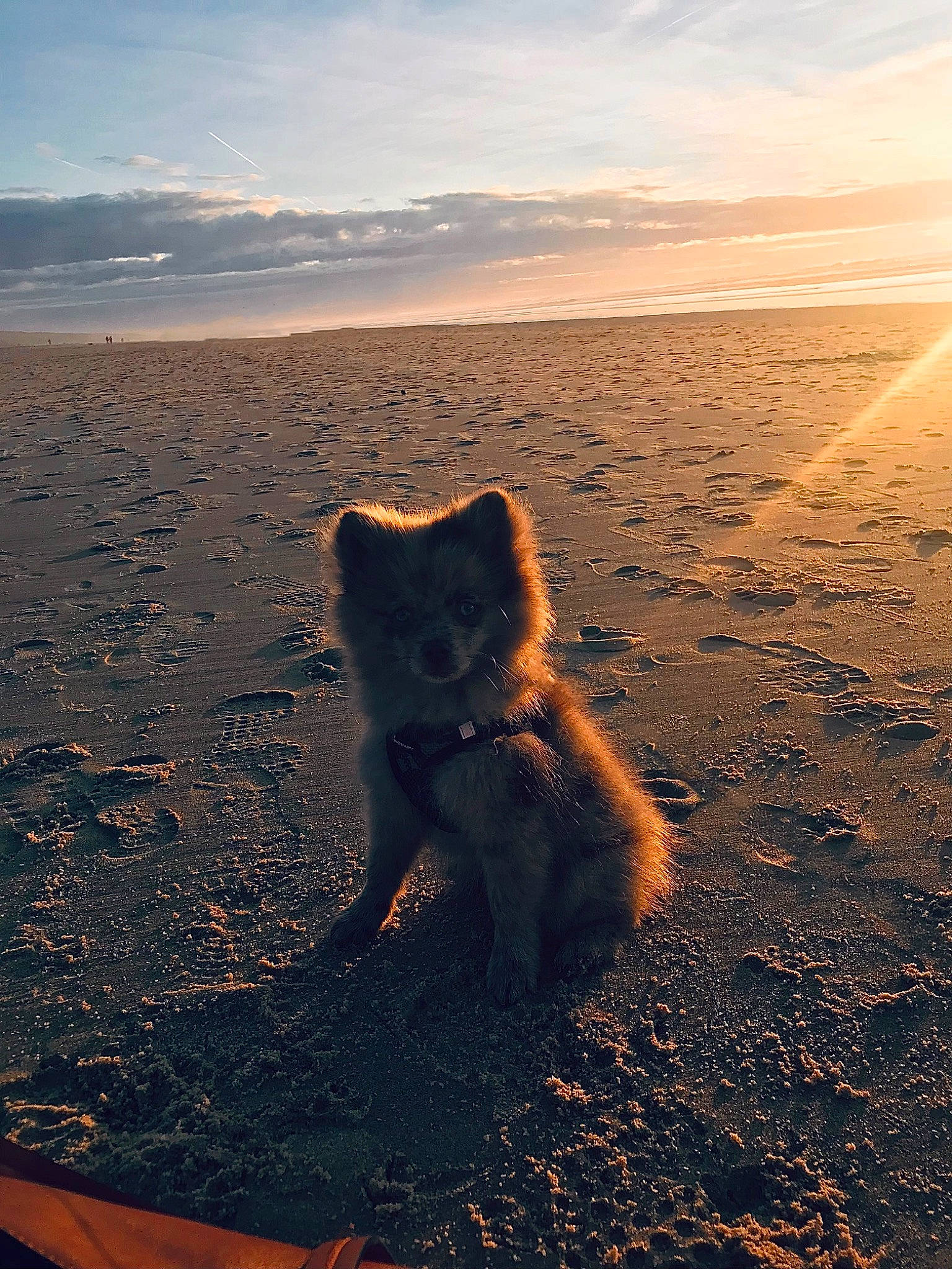 Twix a rejoint le concours — aidez-le/la à gagner de superbes lots ! asphalt, atmosphere, carnivore, cloud, companion_dog, dog, dog_breed, fawn, felidae, horizon, landscape, morning, people_in_nature, sand, sky, snout, sunlight, sunset, tail, tints_and_shades