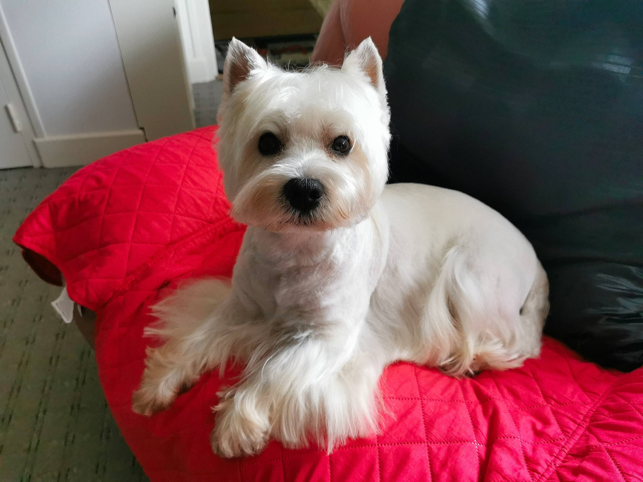 Jazz participe au concours pour gagner de l'argent avec cette photo : canidae, carnivore, collar, companion_dog, dog, dog_breed, dog_supply, door, ear, fawn, fur, maltepoo, plant, small_terrier, snout, sporting_group, terrestrial_animal, terrier, toy_dog, working_animal