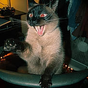 Noodles joined the competition — help win amazing prizes! animal, cat, chair, claws, clothing, dim_lighting, feline, flash_photography, funny, glowing_eyes, home, indoor, lamp, meowing, open_mouth, pet, portrait, raised_paw, siamese_cat, whiskers