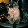 animal, cat, chair, claws, clothing, dim_lighting, feline, flash_photography, funny, glowing_eyes, home, indoor, lamp, meowing, open_mouth, pet, portrait, raised_paw, siamese_cat, whiskers