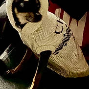 Trooper joined the competition — help win amazing prizes! dog, small_dog, knitted_sweater, hood, pet_clothing, indoor, dark_background, sitting, animal, canine, black_dog, brown_paws, cute, cozy, portrait, warm_clothing, pets, companion, domestic_animal, furry