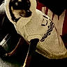 dog, small_dog, knitted_sweater, hood, pet_clothing, indoor, dark_background, sitting, animal, canine, black_dog, brown_paws, cute, cozy, portrait, warm_clothing, pets, companion, domestic_animal, furry