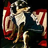 Trooper is registered to the contest to win money with this photo: dog, pet, animal, small_dog, clothing, shirt, leather, blanket, red, white, blue, sitting, indoor, looking_away, curious, collar, domestic_animal, fur, paw, canine