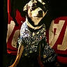 dog, small_dog, pet, animal, clothing, patterned_outfit, sitting, black_background, red_fabric, white_text, cute, attentive, indoor, portrait, canine, fur, collar, front_legs, closeup, companion
