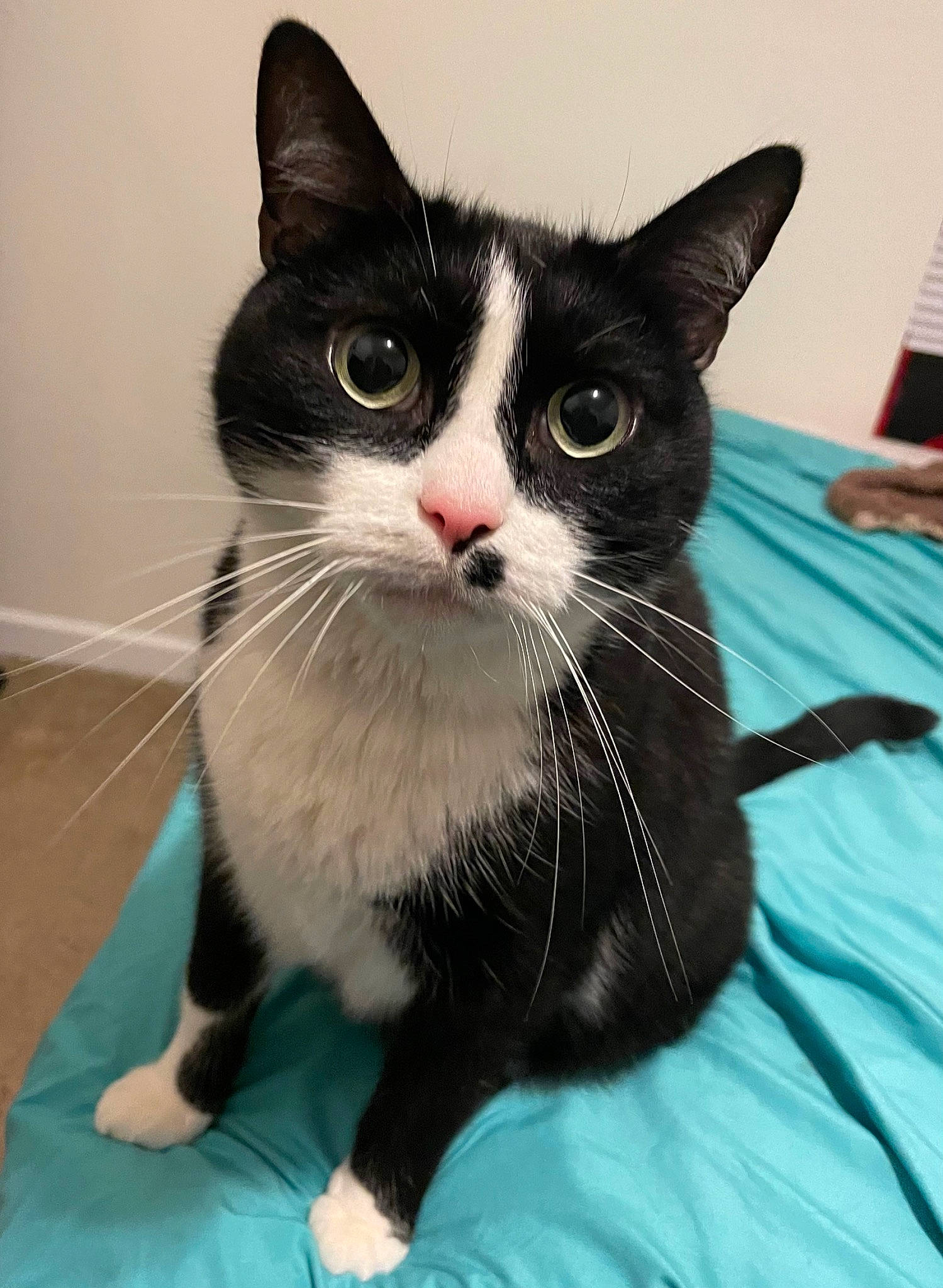 Iggy joined the competition — help win amazing prizes! black_cat, carnivore, cat, claw, comfort, domestic_short_haired_cat, eye, felidae, foot, fur, head, iris, paw, sitting, small_to_medium_sized_cats, snout, tail, terrestrial_animal, whiskers