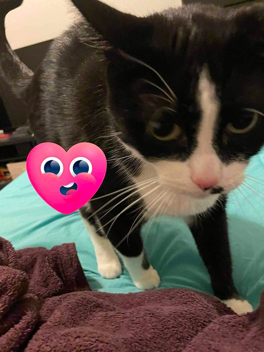 Iggy joined the competition — help win amazing prizes! carnivore, cat, comfort, ear, eye, felidae, fur, gesture, green, head, lap, leg, mouth, nose, organ, plant, small_to_medium_sized_cats, snout, tail, whiskers