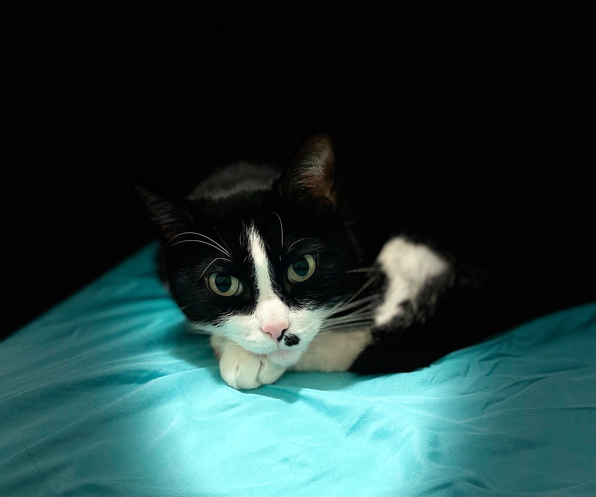 Iggy joined the competition — help win amazing prizes! black_cat, carnivore, cat, claw, comfort, darkness, domestic_short_haired_cat, electric_blue, felidae, fur, paw, small_to_medium_sized_cats, snout, tail, whiskers, window