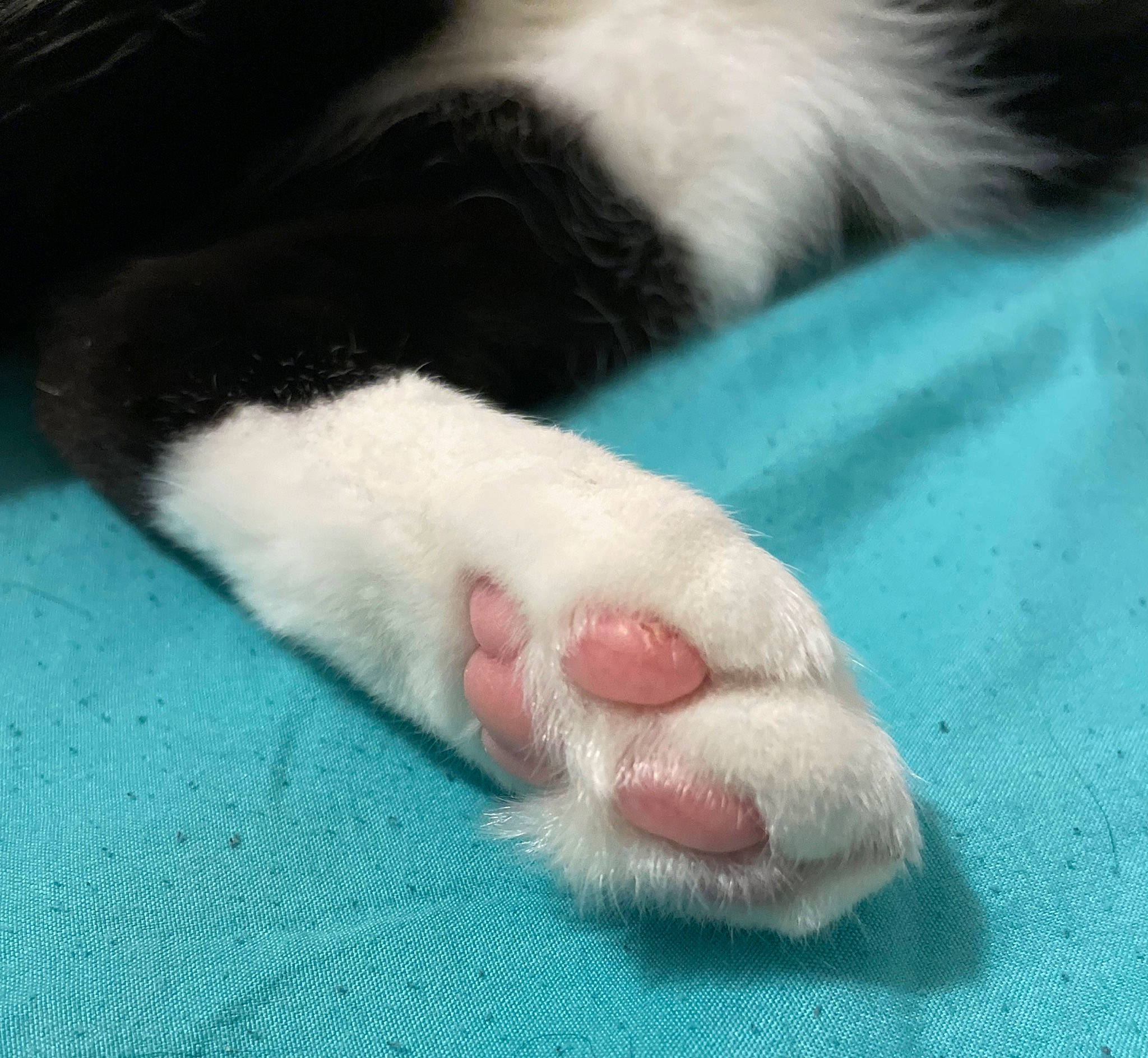 Iggy is registered to the contest to win money with this photo: carnivore, cat, comfort, dog_breed, felidae, flesh, foot, fur, nail, small_to_medium_sized_cats, snout, terrestrial_animal, whiskers