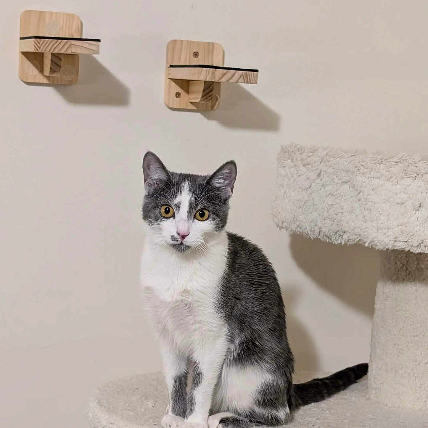 Rosemary joined the competition — help win amazing prizes! abyssinian, angora, animal, art, cat, furniture, handicraft, hardwood, kitten, manx, pet, plywood, shelf, stainedwood, stand, tape, toy, wood