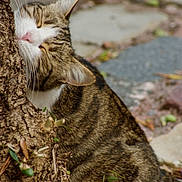 Poupette participe au concours pour gagner de l'argent avec cette photo : animal, bark, cat, close_up, face, feline, fur, green_leaves, ground, nature, outdoor, pet, plant, relaxation, sleepy, stone_path, tabby_cat, tree, whiskers, wildlife