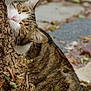 animal, bark, cat, close_up, face, feline, fur, green_leaves, ground, nature, outdoor, pet, plant, relaxation, sleepy, stone_path, tabby_cat, tree, whiskers, wildlife