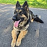 dog, german_shepherd, canine, pet, outdoor, grass, pavement, tongue_out, happy, lying_down, animal, mammal, ears_up, fur, collar, daylight, nature, friendly, companion, portrait