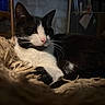 Moustachu a rejoint le concours — aidez-le/la à gagner de superbes lots ! cat, black_and_white, feline, pet, animal, resting, blanket, cozy, indoor, fur, whiskers, pink_nose, relaxed, sleepy, close_up, texture, soft_light, domestic, cute, portrait