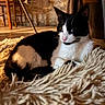 Moustachu participe au concours pour gagner de l'argent avec cette photo : cat, black_and_white, fluffy_rug, indoor, cozy, furniture, wooden_chair, relaxed, pet, animal, fur, whiskers, pink_nose, resting, warm_light, home, floor, curious, quiet, domestic