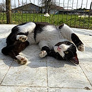 Moustachu a rejoint le concours — aidez-le/la à gagner de superbes lots ! cat, black_and_white, outdoor, sunlight, tiled_floor, grass, fence, pet, animal, relaxed, playful, paw, whiskers, ears, lying_down, nature, daytime, domestic_cat, cute, fur