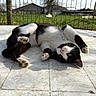 cat, black_and_white, outdoor, sunlight, tiled_floor, grass, fence, pet, animal, relaxed, playful, paw, whiskers, ears, lying_down, nature, daytime, domestic_cat, cute, fur