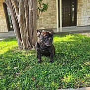 Lucas-Francois is registered to the contest to win money with this photo: dog, french_bulldog, grass, tree, outdoor, pet, canine, lawn, sunlight, shadow, house, door, nature, animal, daylight, sitting, brown, greenery, portrait, quiet