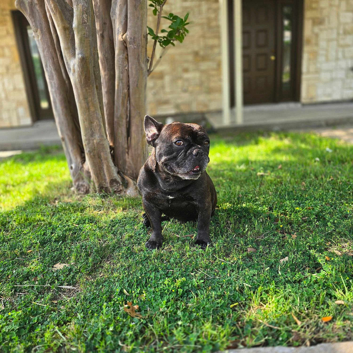 Lucas-Francois is registered to the contest to win money with this photo: dog, french_bulldog, grass, tree, outdoor, pet, canine, lawn, sunlight, shadow, house, door, nature, animal, daylight, sitting, brown, greenery, portrait, quiet