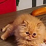 Priska a rejoint le concours — aidez-le/la à gagner de superbes lots ! animal, blue_eyes, cat, fluffy, gray_cat, grumpy_expression, indoor, kitten, long_hair, magazines, orange_cat, paper, pet, plant, portrait, red_chair, second_cat, sleepy, table, wooden_surface