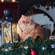 Priska a rejoint le concours — aidez-le/la à gagner de superbes lots ! animal, cat, christmas, clock, cozy, decorations, evergreen, festive, fluffy, garland, holiday, indoor, lantern, lights, long_hair, ornaments, persian_cat, pet, portrait, sitting