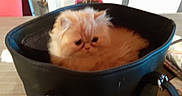 Priska participe au concours pour gagner de l'argent avec cette photo : accessories, angora, animal, bag, baggage, basket, box, bucket, cat, cookware, furniture, handbag, hardwood, kitten, pet, plywood, purse, suitcase, tin, wood