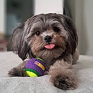 Callie is registered to the contest to win money with this photo: dog, puppy, pet, tongue_out, tennis_ball, toy, bed, indoor, cute, fluffy, gray_fur, lying_down, playful, close_up, animal, domestic_animal, canine, home, relaxed, soft_texture